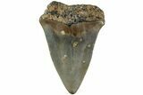 Fossil Broad-Toothed Mako Shark Tooth - North Carolina #235180-1